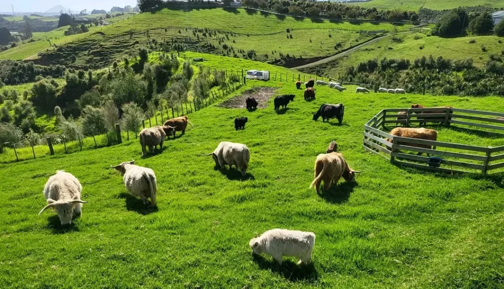 miniature highland cow, micro highland cow, mini highland cow, highland cow for sale, mini highland cow for sale near me, micro highland cows for sale