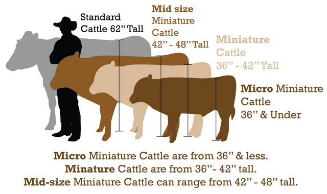 miniature highland cow for sale, micro highland cow for sale, mini highland cow for sale, highland cow for sale, mini highland cow for sale near me, micro highland cows for sale, miniature highland cow for sale