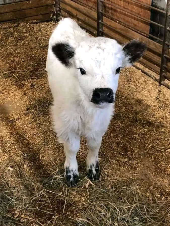 miniature highland cow, micro highland cow, mini highland cow