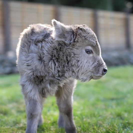 miniature highland cow, micro highland cow, mini highland cow