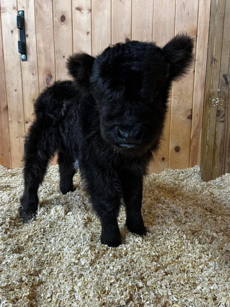 miniature highland cow, micro highland cow, mini highland cow, highland cow for sale, mini highland cow for sale near me, micro highland cows for sale