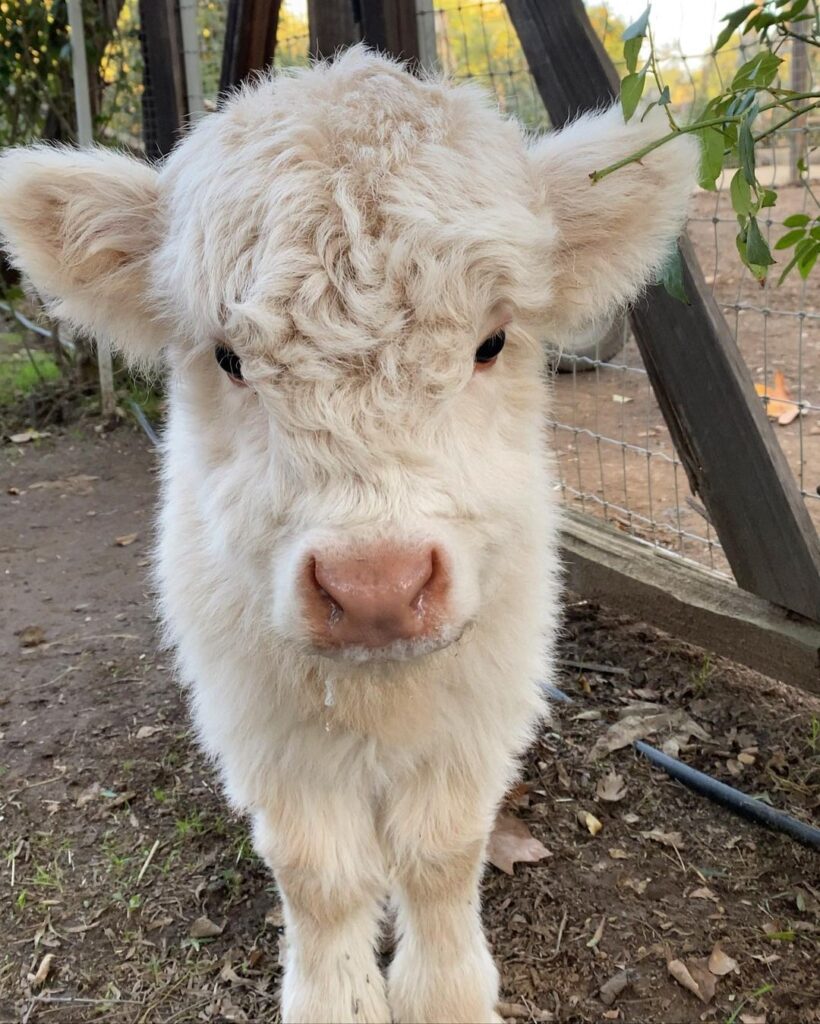 miniature highland cow, micro highland cow, mini highland cow