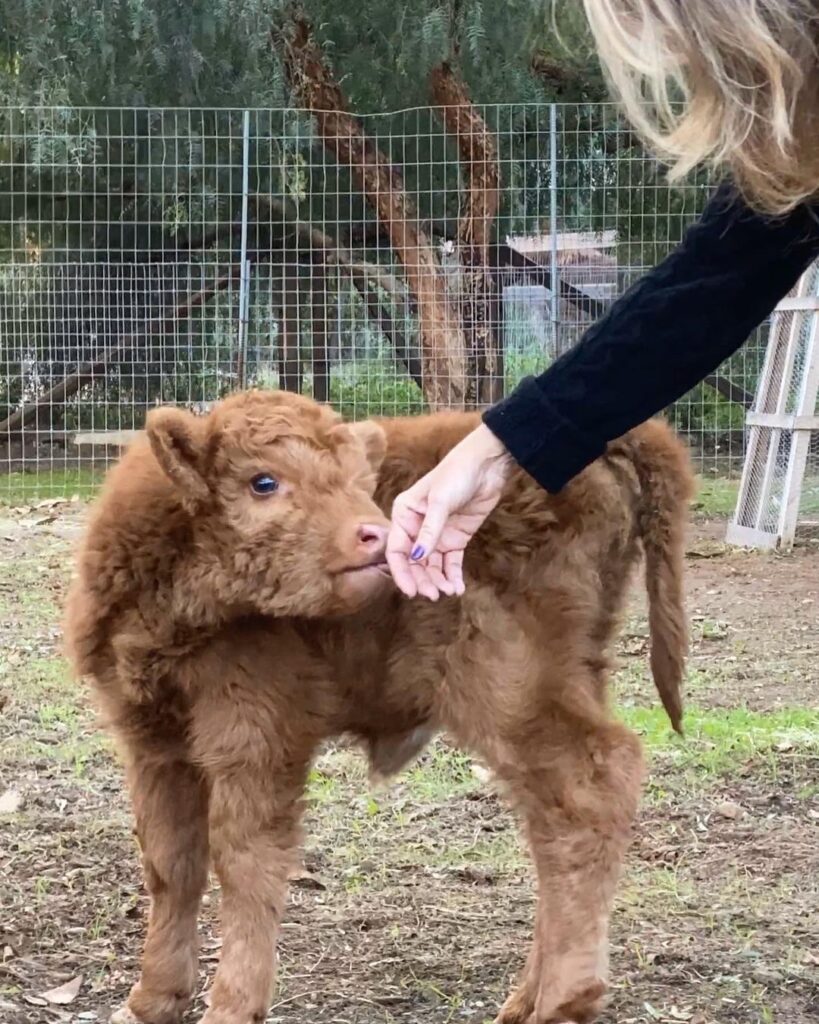 miniature highland cow, micro highland cow, mini highland cow