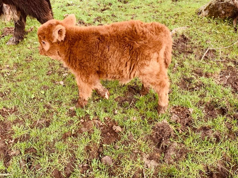 miniature highland cow, micro highland cow, mini highland cow